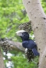 Silvery-cheeked hornbill (Bycanistes brevis)