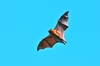 Madagascan flying fox (Pteropus rufus)