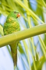 Scaly-breasted lorikeet (Trichoglossus chlorolepidotus)