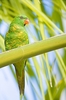 Scaly-breasted lorikeet (Trichoglossus chlorolepidotus)