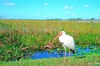 White ibis (Eudocimus albus)