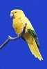 Golden conure (Guaruba guarouba)