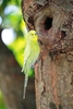 Budgerigar (Melopsittacus undulatus)