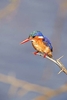 Malachite kingfisher (Corythornis cristatus)