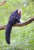 White-faced saki (Pithecia pithecia)