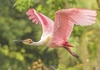 Roseate spoonbill (Platalea ajaja)