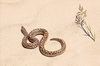 Javelin sand boa (Eryx jaculus)