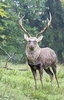 Sika deer (Cervus nippon)