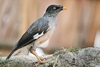 Jungle mynah (Acridotheres fuscus)