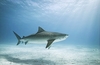 Tiger shark (Galeocerdo cuvier)