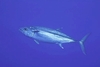 Dogtooth tuna (Gymnosarda unicolor)