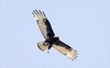 Zone-tailed hawk (Buteo albonotatus)