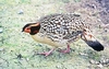 Cabot's tragopan (Tragopan caboti)