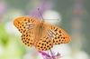 Silver-washed fritillary (Argynnis paphia)