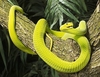 Eastern green mamba (Dendroaspis angusticeps)