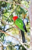 Australian king parrot (Alisterus scapularis)