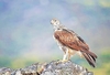 Bonelli's eagle (Aquila fasciata)