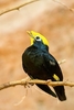 Golden-crested mynah (Ampeliceps coronatus)