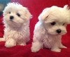 micro teacup maltese for sale near me