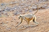 Hanuman langur (Semnopithecus entellus)