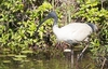 Australian white ibis (Threskiornis molucca)