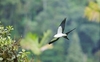 Swallow-tailed kite (Elanoides forficatus)