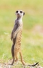 Meerkat