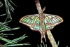 Spanish moon moth (Graellsia isabellae)