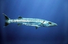 Great barracuda (Sphyraena barracuda)