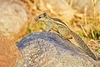 Three-striped palm squirrel (Funambulus palmarum)