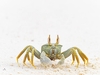 Horned ghost crab (Ocypode ceratophthalma)