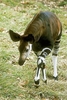 Okapi (Okapia johnstoni)