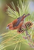 Red crossbill (Loxia curvirostra)