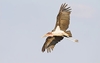 Marabou stork (Leptoptilos crumeniferus)