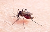 Asian tiger mosquito (Aedes albopictus)