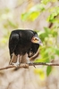 Lesser yellow-headed vulture (Cathartes burrovianus)