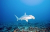 Scalloped hammerhead (Sphyrna lewini)