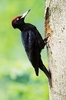 Black woodpecker (Dryocopus martius)