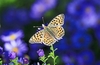 Queen of Spain fritillary (Issoria lathonia)