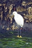 Snowy egret (Egretta thula)