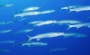 Blackfin barracuda (Sphyraena qenie)