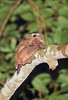 Large frogmouth (Batrachostomus auritus)