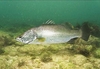 Barramundi (Lates calcarifer)