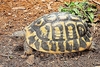 Hermann's tortoise (Testudo hermanni)