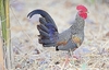 Grey junglefowl (Gallus sonnerati)