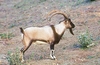 Bezoar (Capra aegagrus)