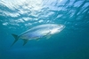 Atlantic tarpon (Megalops atlanticus)