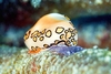 Flamingo tongue (Cyphoma gibbosum)