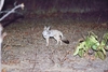 Indian fox (Vulpes bengalensis)