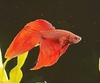 Siamese fighting fish (Betta splendens)